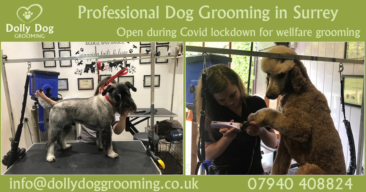 Book an Appointment for Dog Grooming in Surrey Cobham, Oxshott, Esher