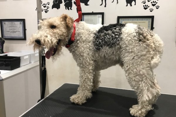 airdale terrier before being groomed