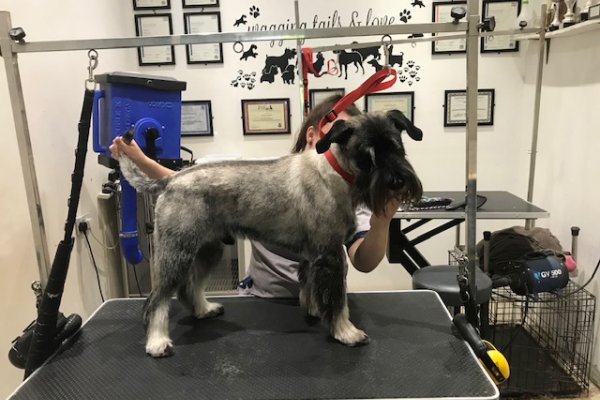 Miniature Schnauzer - dog grooming salon in Surrey