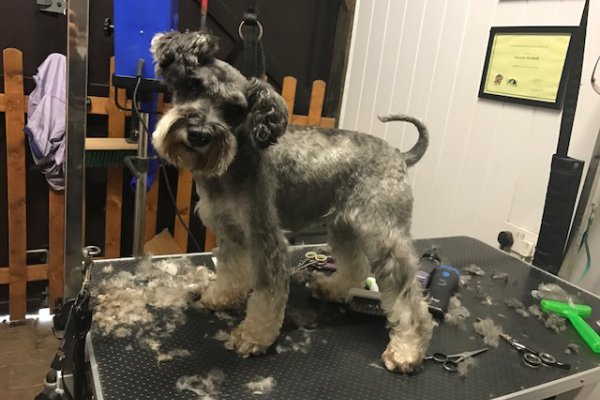 Miniature Schnauzer grooming in Surrey