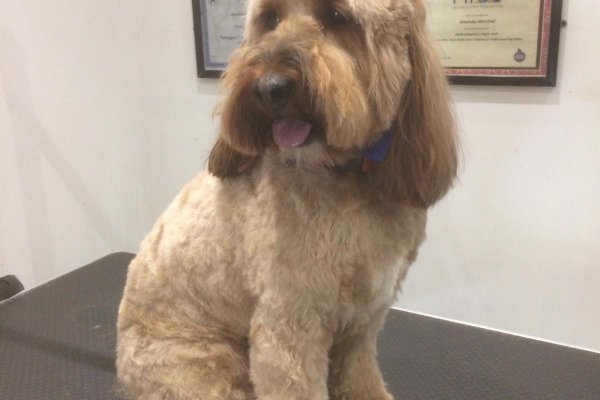 Cockapoo grooming, Cobham, Surrey