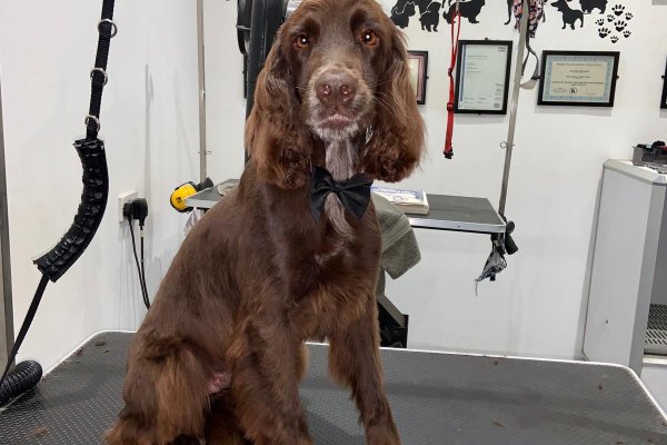 Irish Setter grooming, Cobham, Surrey