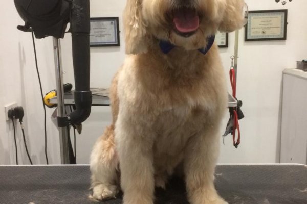 Cavapoo grooming in Cobham, Surrey