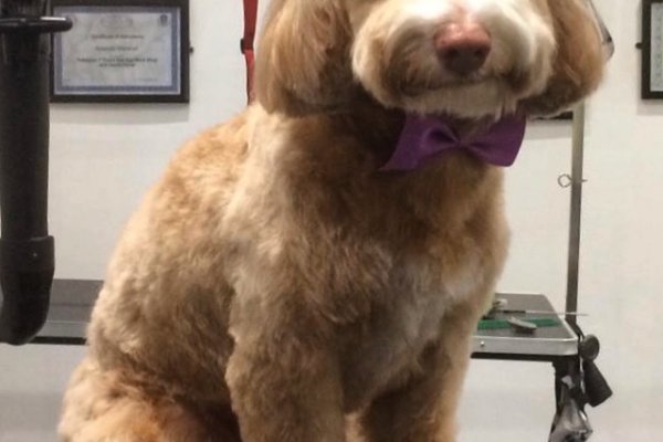 Cockapoo groomed