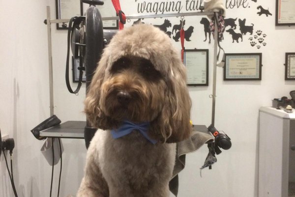 Cockapoo in dog grooming salon, Cobham, Surrey