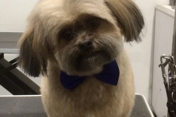 Shih Tzu after grooming, Cobham, Surrey