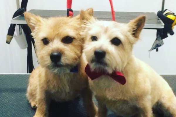 Cairn Terriers after grooming, Cobham, Surrey