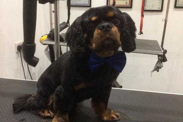 Kings Charles Spaniel grooming, Cobham, Surrey