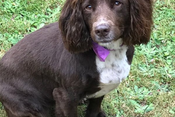 American Water Spaniel grooming, Cobham, Surrey