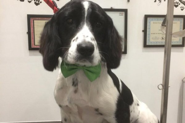 English Springer Spaniel grooming, Cobham, Surrey