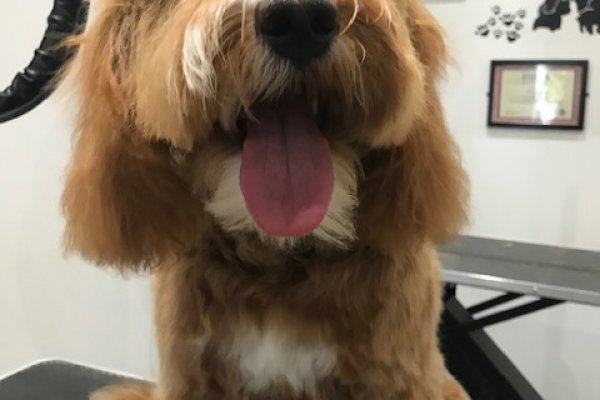 Dog Groomers in Cobham Salon, Surrey - Cockapoo