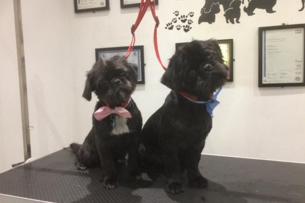 Shih Tzu dog grooming in Cobham Surrey