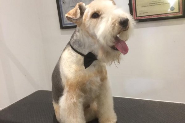 Welsh Terrier grooming in Cobham Surrey