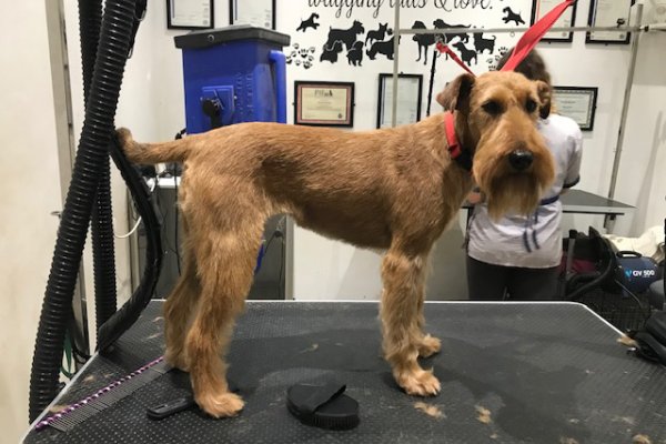 Irish Terrier after grooming