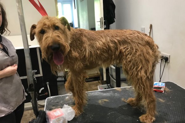 Irish Terrier before grooming