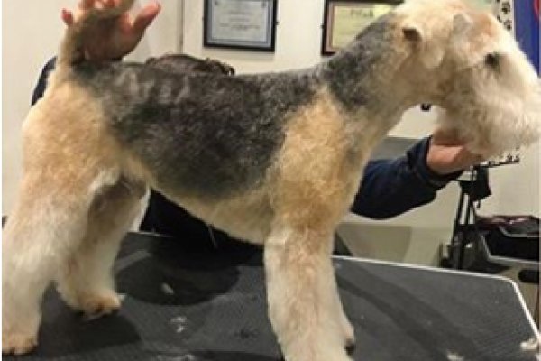 lakeland terrier after grooming
