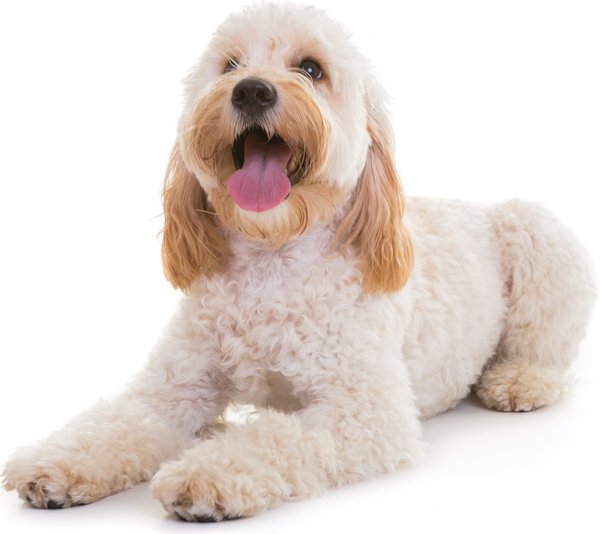 Cockapoo and Cavapoo grooming in Surrey