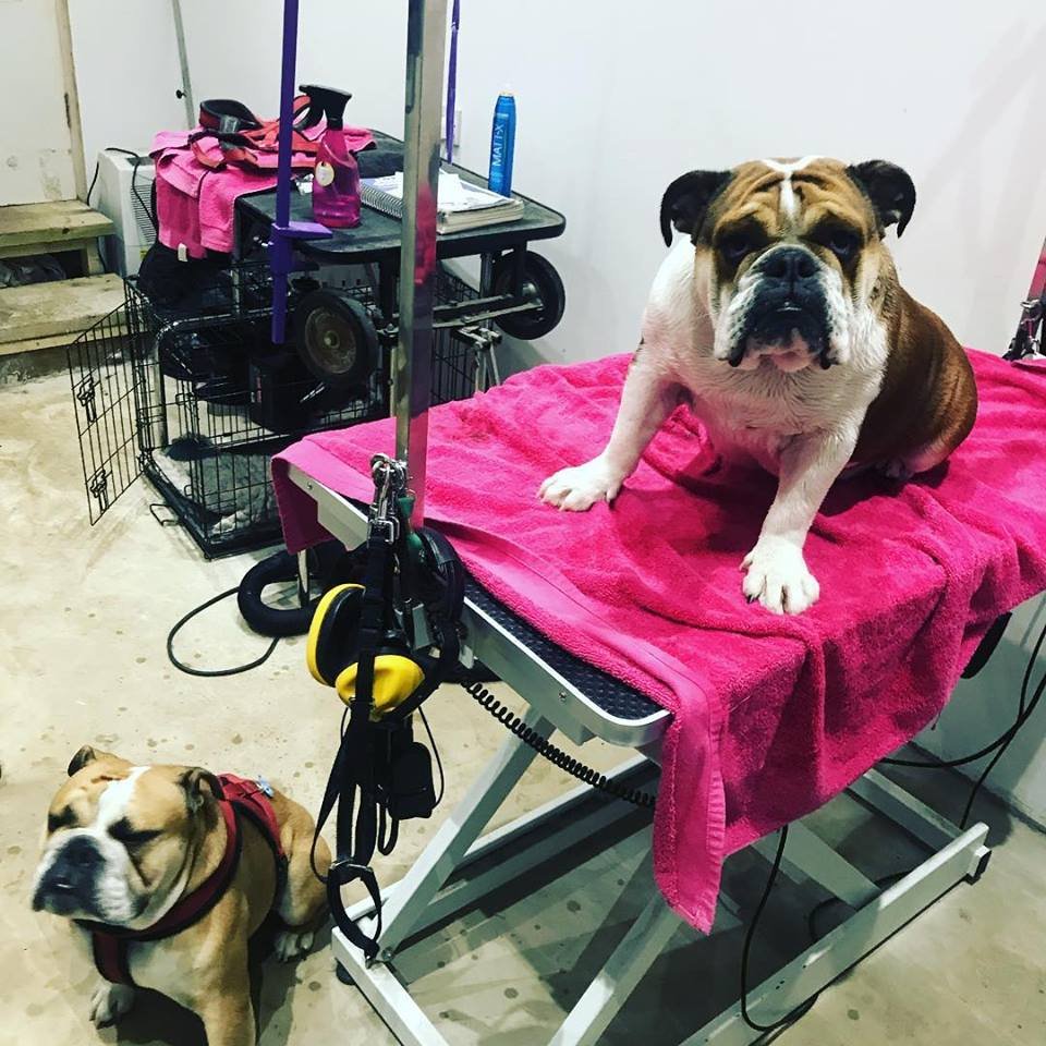 dog grooming salon esher oxshott Surrey