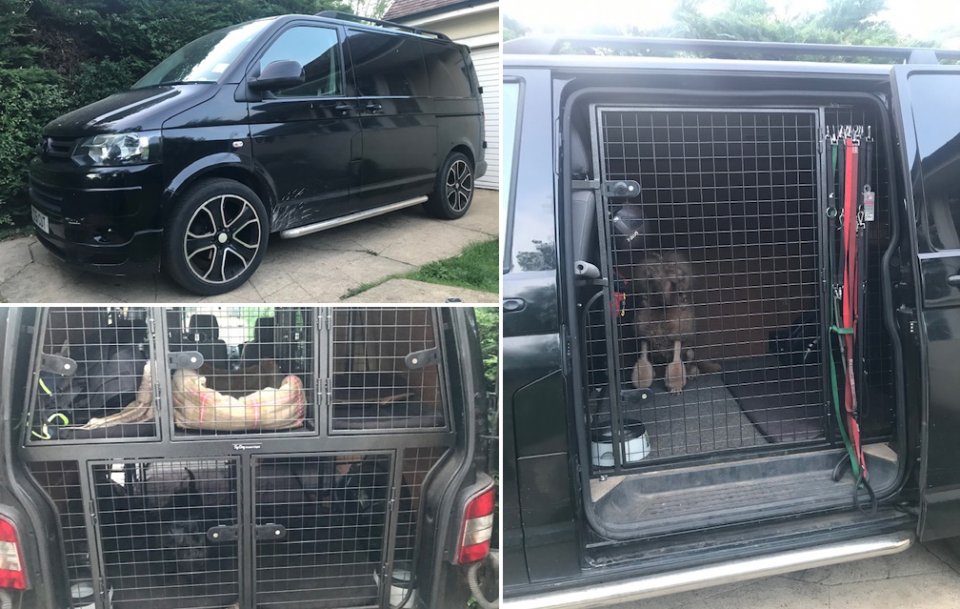 collection van for dog grooming