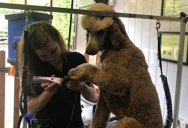 dog nail clipping