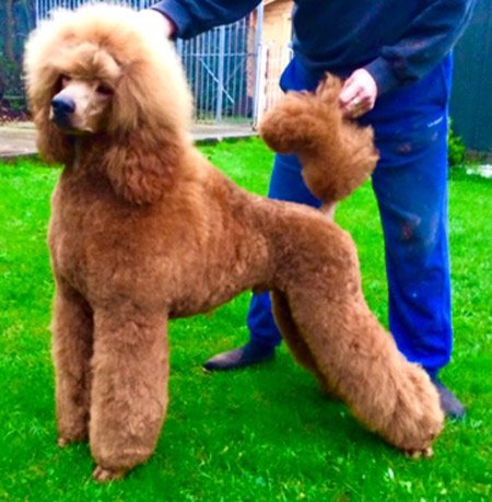 poodle groomer Cobham Esher Oxshott Surrey