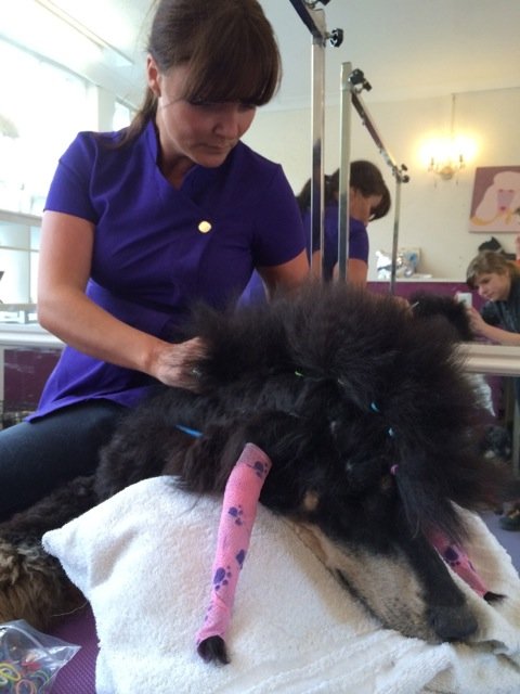 professional dog groomers Cobham Esher Oxshott Surrey