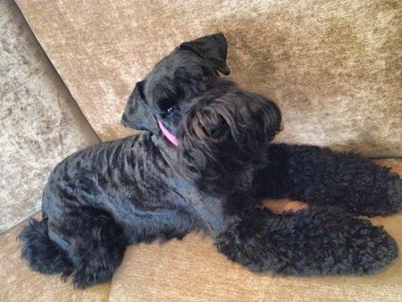 schnauzer dog grooming Surrey KT11