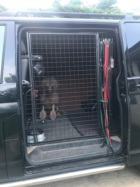 van converted to transport dogs for grooming