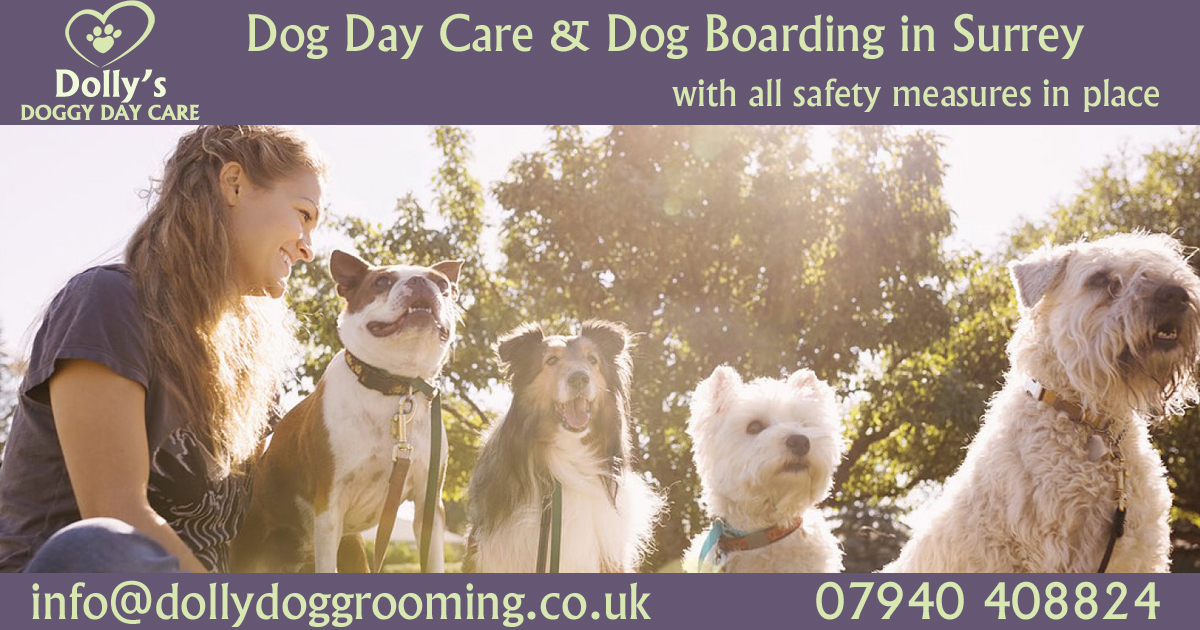 Dog Day Care Cobham, Oxshott, Esher, Surrey Dolly's